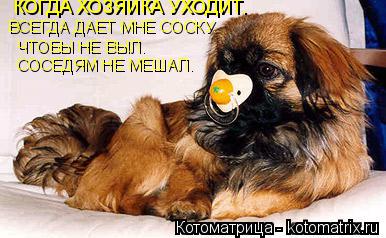 Котоматрица: КОГДА ХОЗЯЙКА УХОДИТ. ВСЕГДА ДАЕТ МНЕ СОСКУ. ЧТОБЫ НЕ ВЫЛ. СОСЕДЯМ НЕ МЕШАЛ.