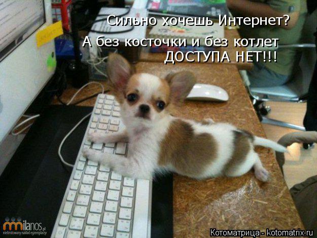 Котоматрица: Сильно хочешь Интернет? А без косточки и без котлет ДОСТУПА НЕТ!!!