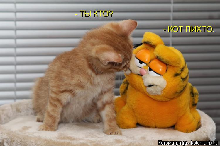 Котоматрица: - ТЫ КТО? - КОТ ПИХТО.