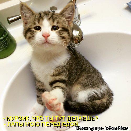 Котоматрица: - МУРЗИК, ЧТО ТЫ ТУТ ДЕЛАЕШЬ? - ЛАПЫ МОЮ ПЕРЕД ЕДОЙ.