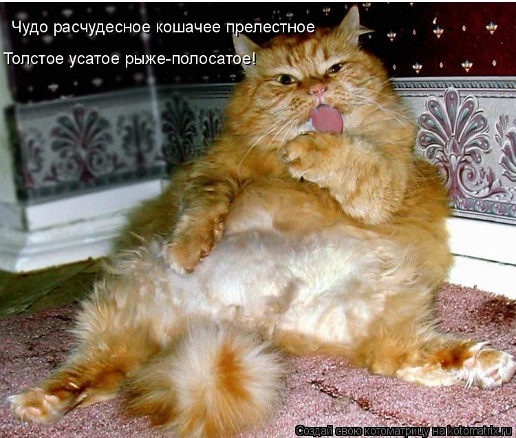 Котоматрица: Чудо расчудесное кошачее прелестное Толстое усатое рыже-полосатое!