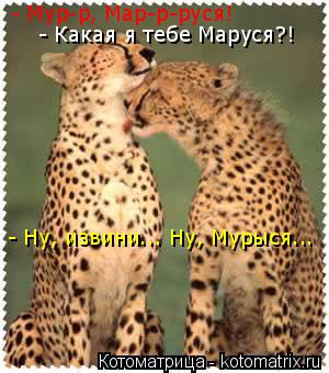 Котоматрица: - Мур-р, Мар-р-руся! - Какая я тебе Маруся?! - Ну, извини... Ну, Мурыся...