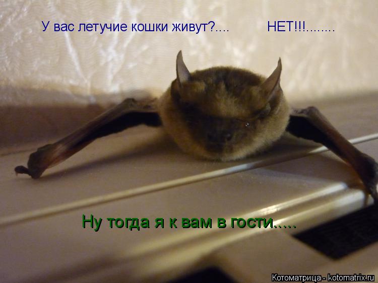 Котоматрица: У вас летучие кошки живут?....          НЕТ!!!........ Ну тогда я к вам в гости.....