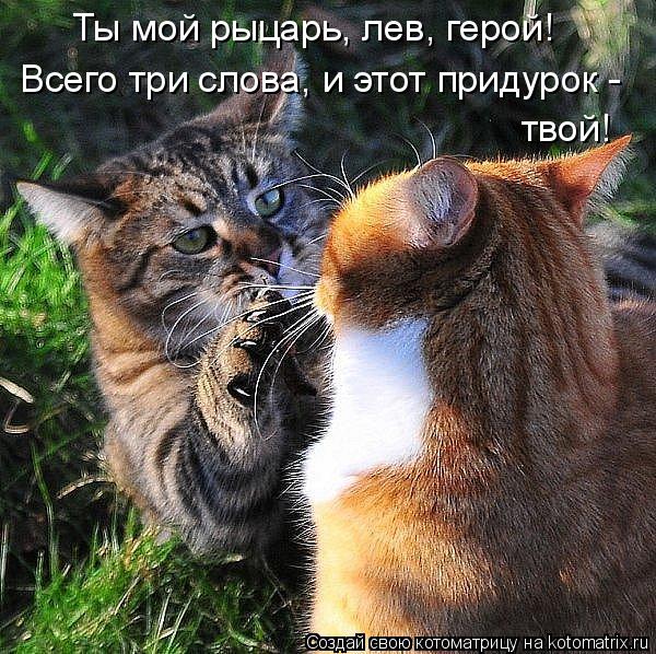 Котоматрица: Ты мой рыцарь, лев, герой! твой! Всего три слова, и этот придурок -