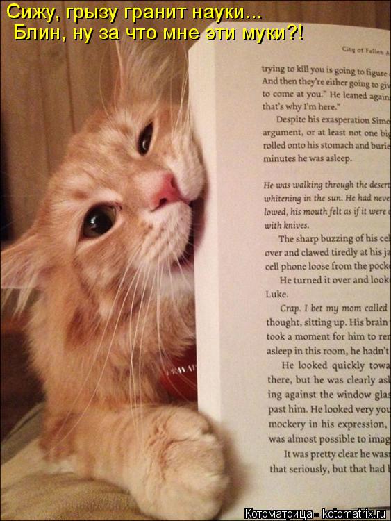 Котоматрица: Сижу, грызу гранит науки... Блин, ну за что мне эти муки?!