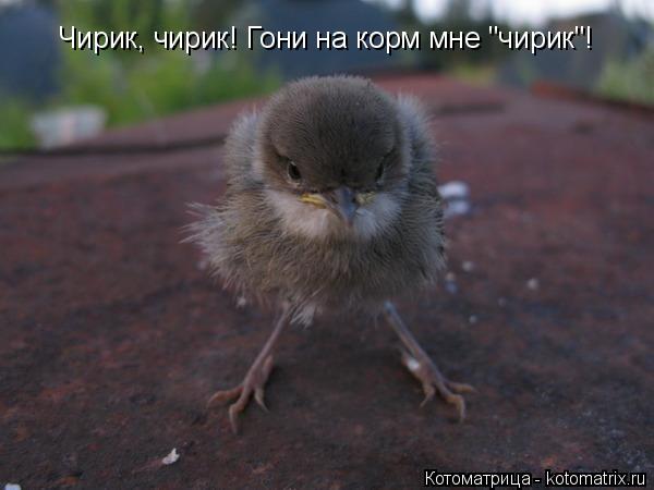 Котоматрица: Чирик, чирик! Гони на корм мне "чирик"!