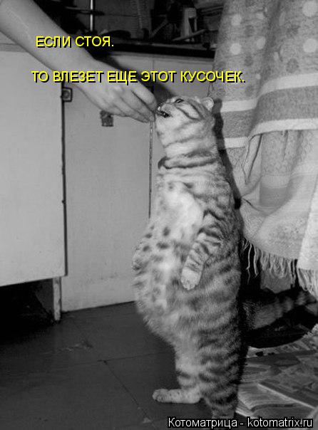 Котоматрица: ТО ВЛЕЗЕТ ЕЩЕ ЭТОТ КУСОЧЕК. ЕСЛИ СТОЯ.