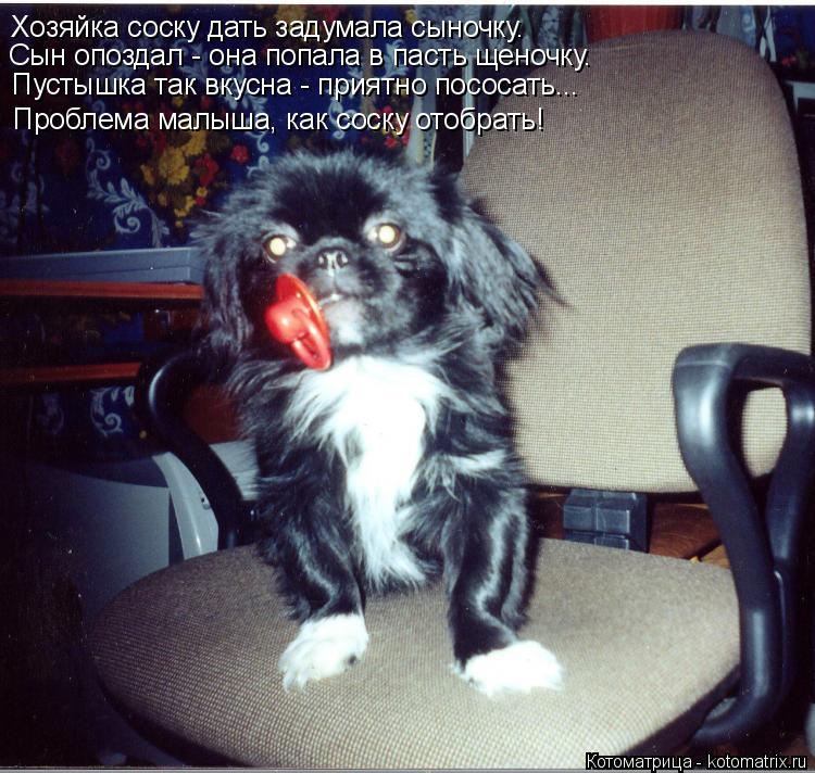 Котоматрица: Хозяйка соску дать задумала сыночку. Сын опоздал - она попала в пасть щеночку. Пустышка так вкусна - приятно пососать... Проблема малыша, как 