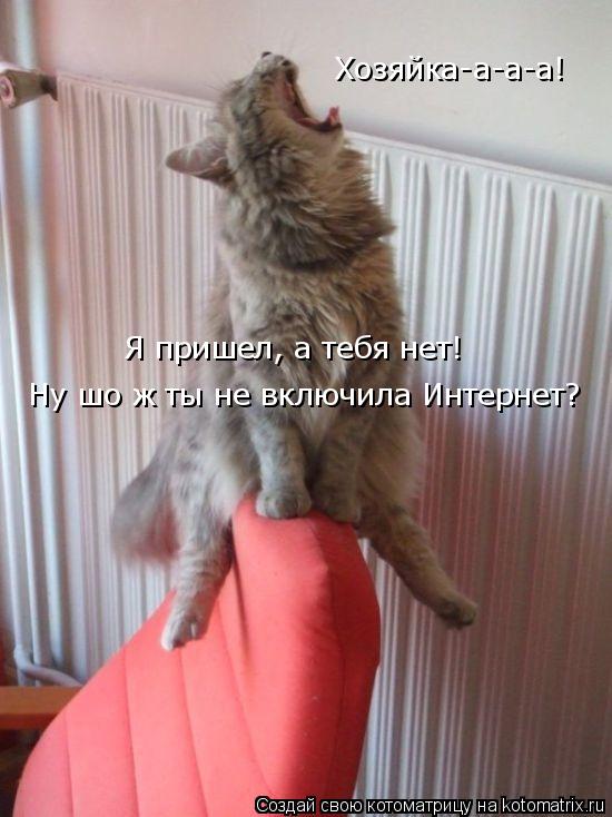 Котоматрица: Хозяйка-а-а-а! Ну шо ж ты не включила Интернет? Я пришел, а тебя нет!