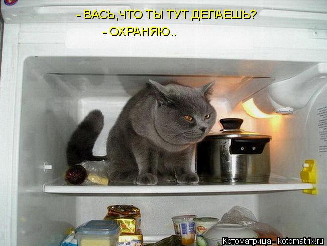 Котоматрица: - ВАСЬ,ЧТО ТЫ ТУТ ДЕЛАЕШЬ? - ОХРАНЯЮ..