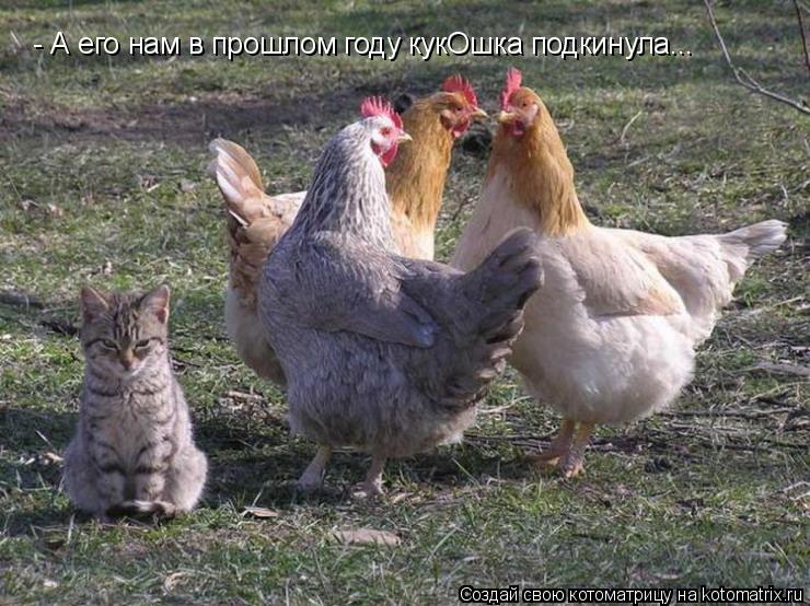 Котоматрица: - А его нам в прошлом году кукОшка подкинула...