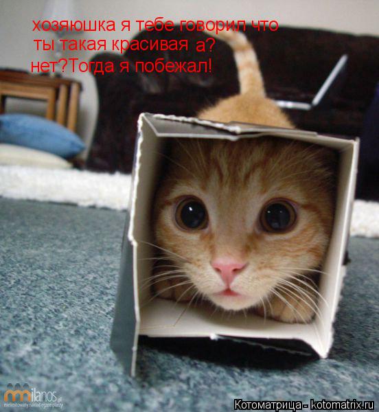 Котоматрица: хозяюшка я тебе говорил что  ты такая красивая а? нет?Тогда я побежал!