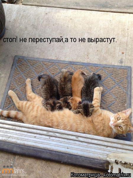 Котоматрица: стоп! не переступай,а то не вырастут.