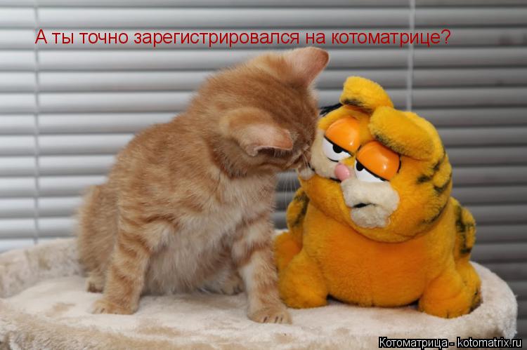 Котоматрица: А ты точно зарегистрировался на котоматрице?