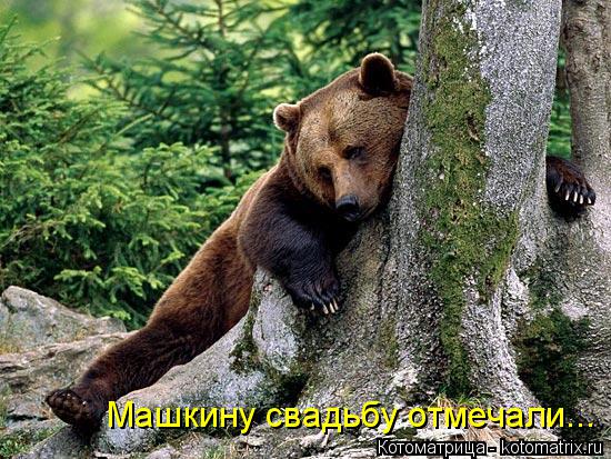 Котоматрица: Машкину свадьбу отмечали...