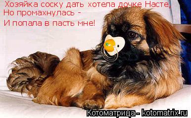 Котоматрица: Хозяйка соску дать хотела дочке Насте, Но промахнулась - И попала в пасть мне!