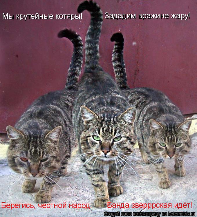 Котоматрица: Мы крутейные котяры! Зададим вражине жару! Берегись, честной народ: Банда зверррская идёт!