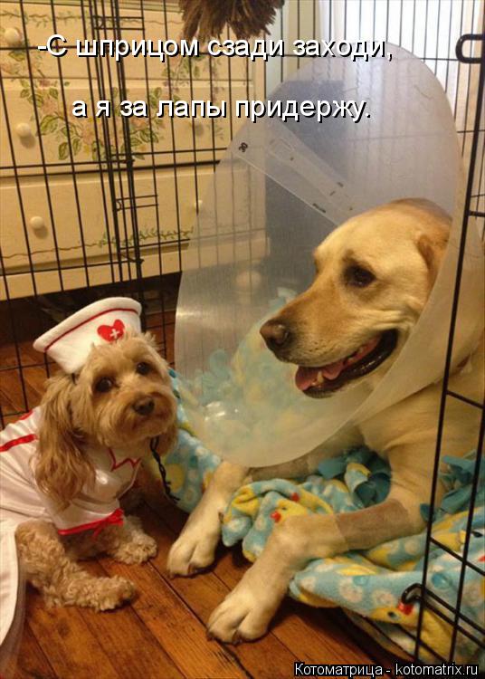 Котоматрица: -С шприцом сзади заходи, а я за лапы придержу.