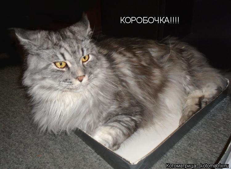 Котоматрица: КОРОБОЧКА!!!!