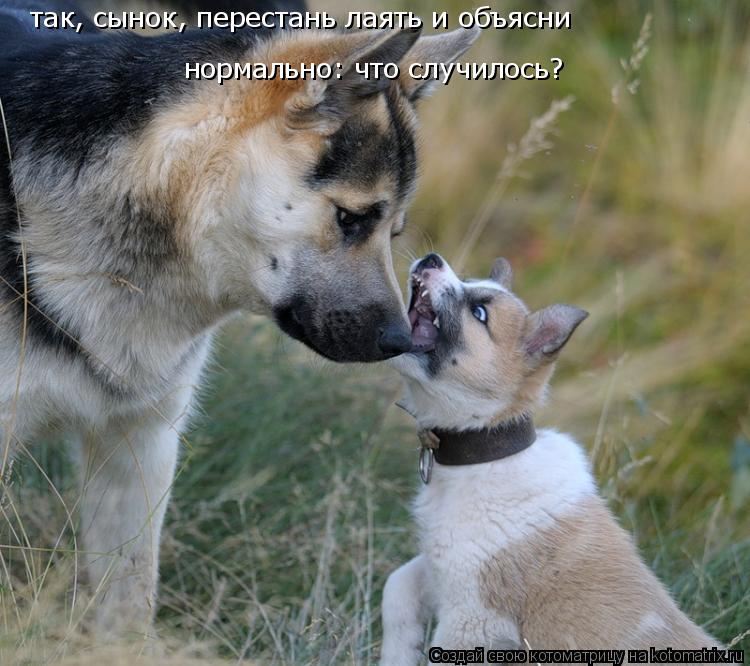 Котоматрица: так, сынок, перестань лаять и объясни  нормально: что случилось?