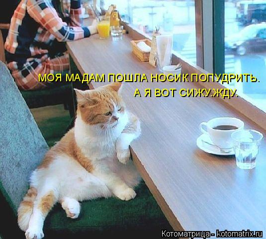Котоматрица: МОЯ МАДАМ ПОШЛА НОСИК ПОПУДРИТЬ. А Я ВОТ СИЖУ.ЖДУ.