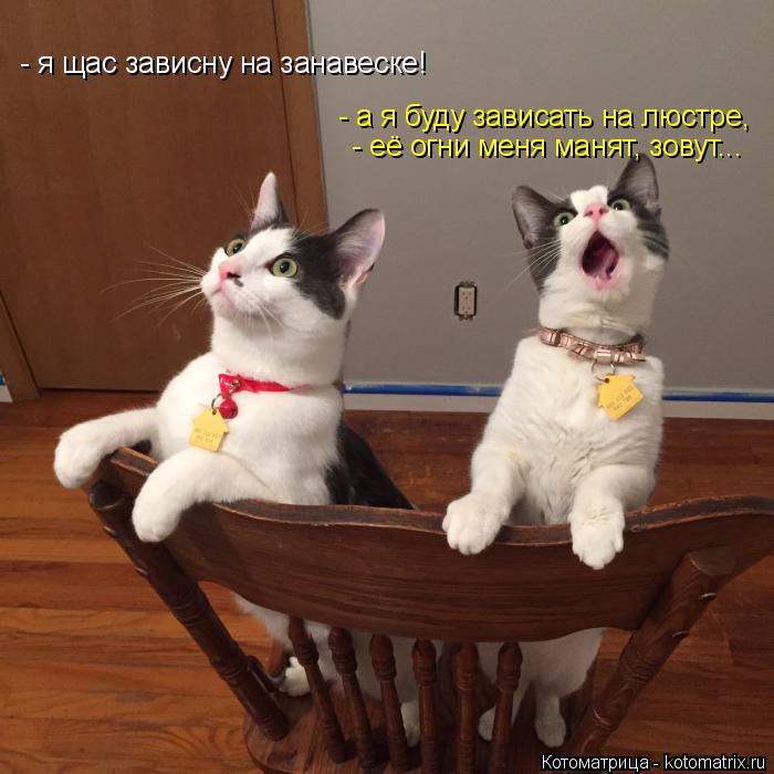 Котоматрица: - я щас зависну на занавеске! - а я буду зависать на люстре, - её огни меня манят, зовут...