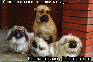 Котоматрица: Я воспитательница, а вот мои питомцы!