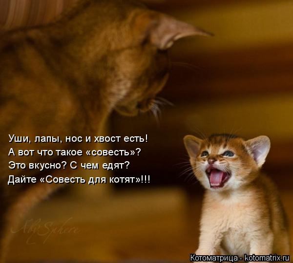 Котоматрица: Уши, лапы, нос и хвост есть! А вот что такое «совесть»? Это вкусно? С чем едят? Дайте «Совесть для котят»!!!