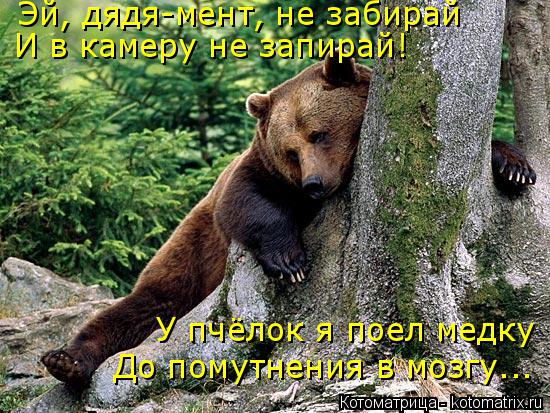 Котоматрица: У пчёлок я поел медку До помутнения в мозгу... Эй, дядя-мент, не забирай И в камеру не запирай!