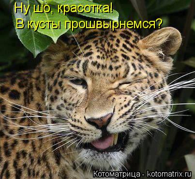 Котоматрица: Ну шо, красотка! В кусты прошвырнемся?
