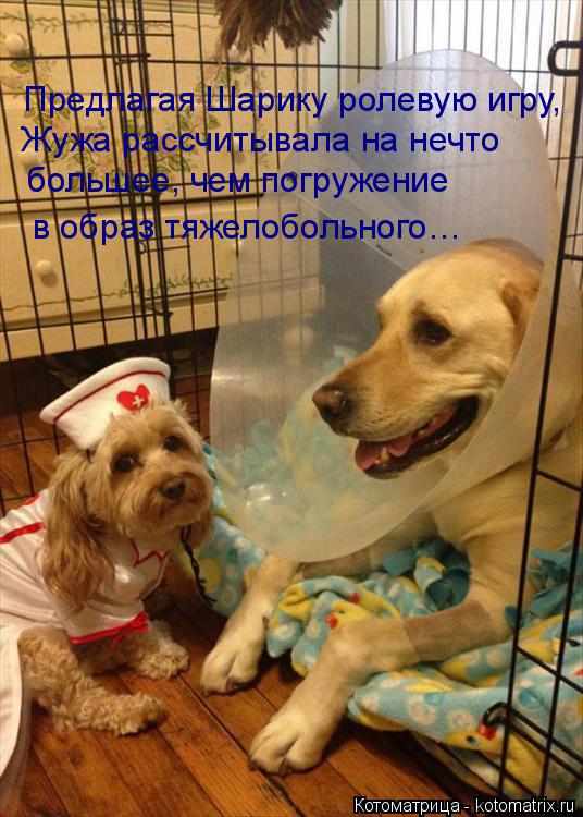 Котоматрица: Предлагая Шарику ролевую игру, Жужа рассчитывала на нечто большее, чем погружение в образ тяжелобольного…