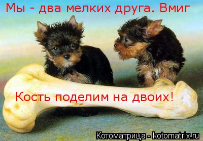 Котоматрица: Мы - два мелких друга. Вмиг Кость поделим на двоих!