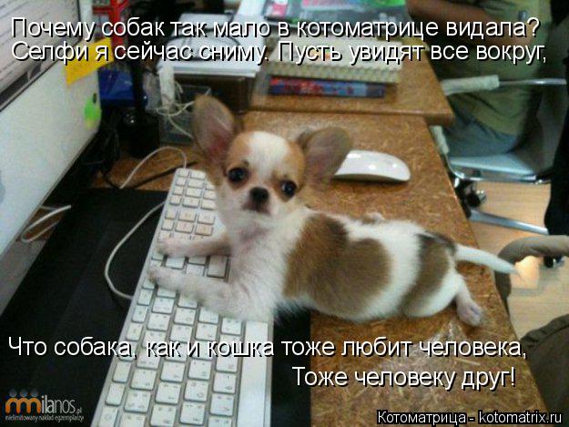Котоматрица: Почему собак так мало в котоматрице видала? Селфи я сейчас сниму. Пусть увидят все вокруг, Что собака, как и кошка тоже любит человека, Тоже ч