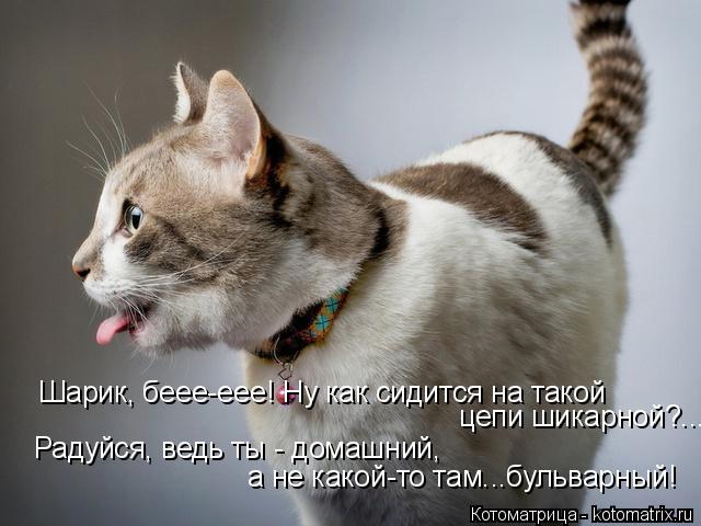 Котоматрица: Шарик, беее-еее! Ну как сидится на такой  цепи шикарной?... Радуйся, ведь ты - домашний,  а не какой-то там...бульварный!