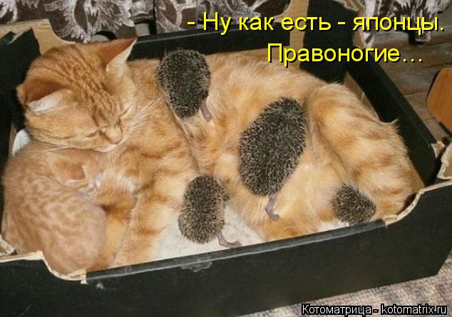 Котоматрица: - Ну как есть - японцы. Правоногие…