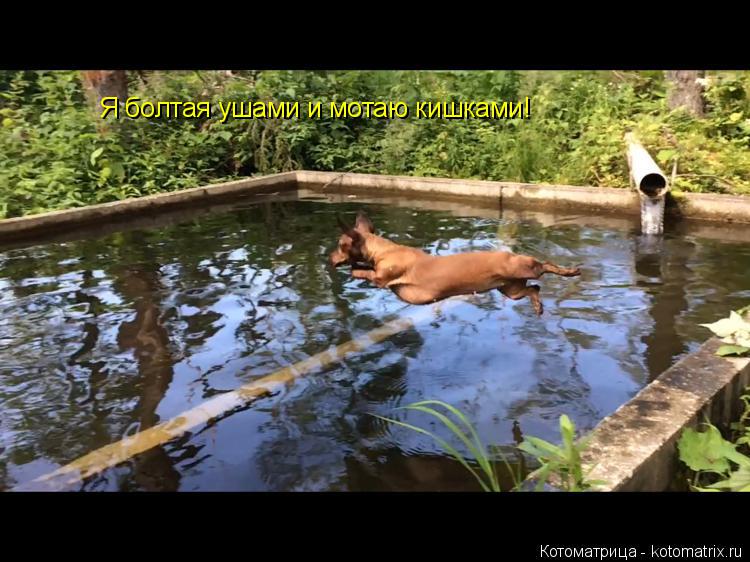 Котоматрица: Я болтая ушами и мотаю кишками!