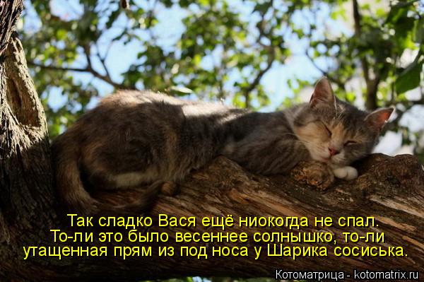 Котоматрица: Так сладко Вася ещё ниокогда не спал. То-ли это было весеннее солнышко, то-ли утащенная прям из под носа у Шарика сосиська.