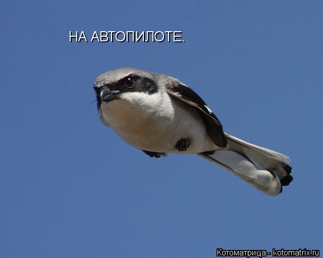 Котоматрица: НА АВТОПИЛОТЕ.