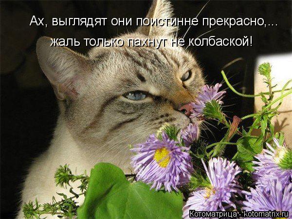 Котоматрица: Ах, выглядят они поистинне прекрасно,... жаль только пахнут не колбаской!