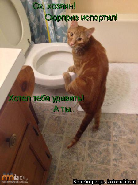 Котоматрица: Ох, хозяин!  Сюрприз испортил! Хотел тебя удивить! А ты..