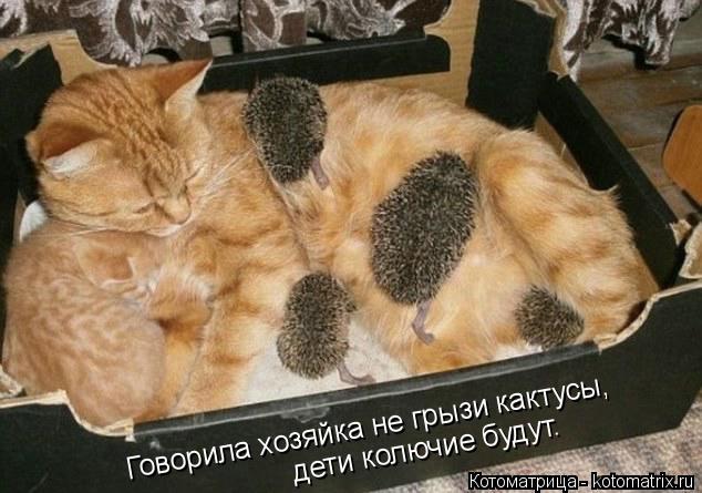 Котоматрица: Говорила хозяйка не грызи кактусы, дети колючие будут.
