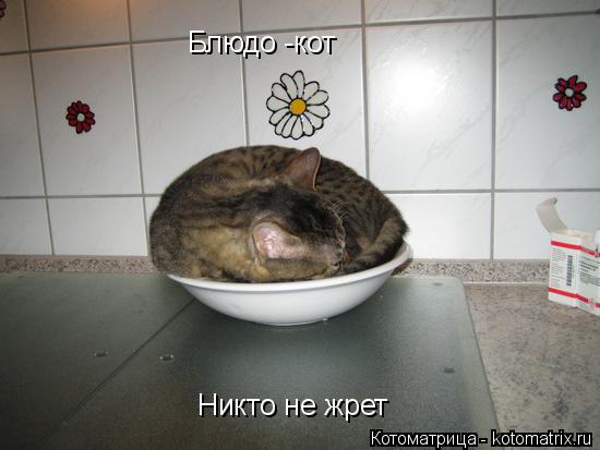 Котоматрица: Блюдо -кот Никто не жрет