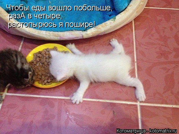 Котоматрица: Чтобы еды вошло побольше,  разА в четыре, растопырюсь я пошире!