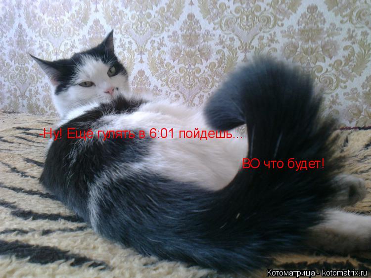 Котоматрица: -Ну! Ещё гулять в 6:01 пойдешь... ВО что будет!