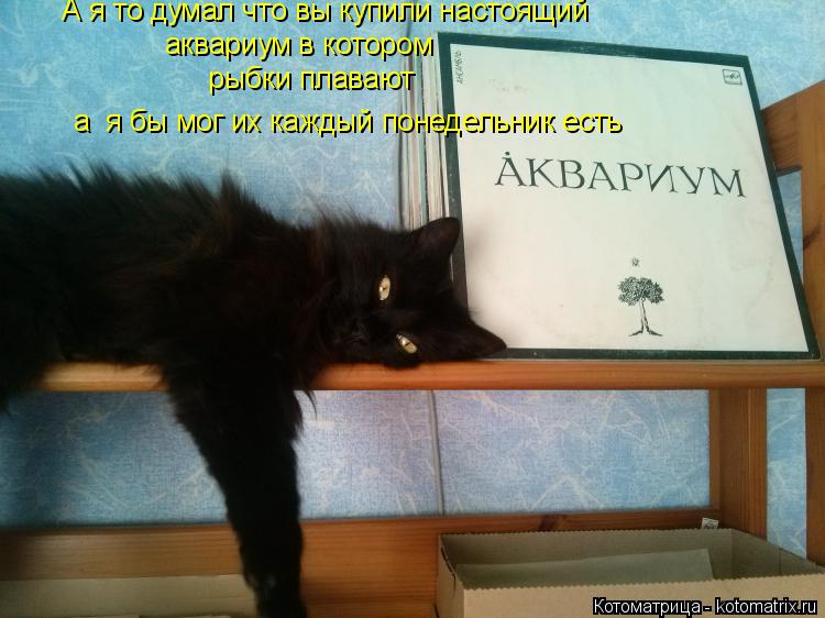 Котоматрица: рыбки плавают      А я то думал что вы купили настоящий     аквариум в котором  а  я бы мог их каждый понедельник есть