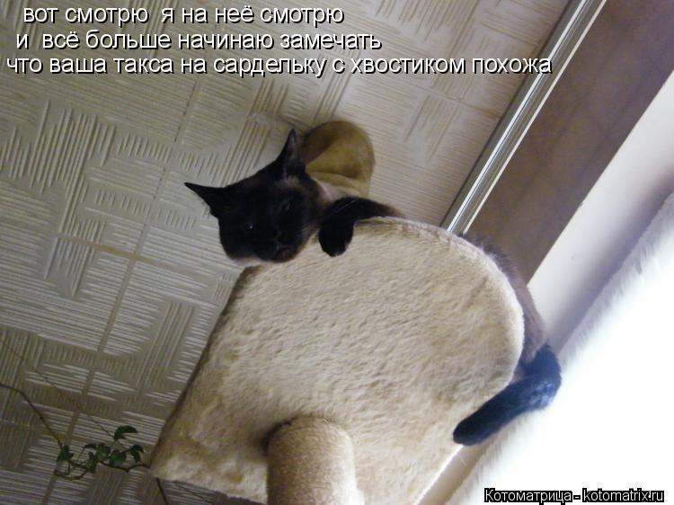 Котоматрица: вот смотрю  я на неё смотрю  и  всё больше начинаю замечать что ваша такса на сардельку с хвостиком похожа