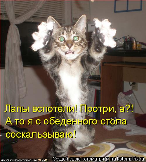 Котоматрица: Лапы вспотели! Протри, а?! А то я с обеденного стола  соскальзываю!