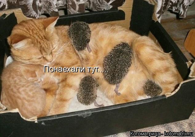 Котоматрица: Понаехали тут.....