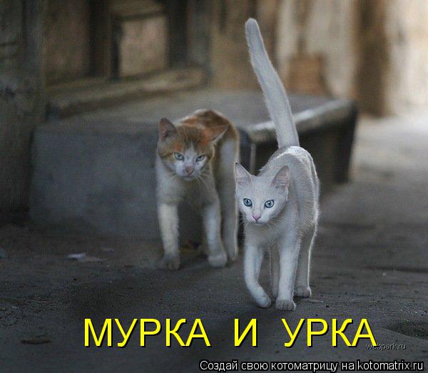 Котоматрица: МУРКА  И  УРКА