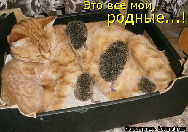 Котоматрица: родные...! Это все мои,